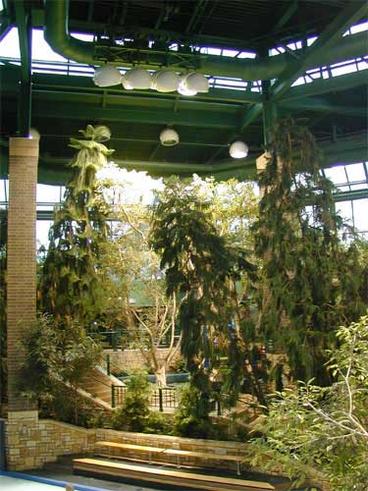 tall plants inside greenhouse