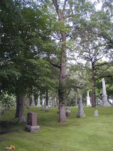 trees and gravestones