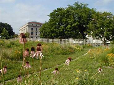 flowers in the foreground with a building and path in the background
