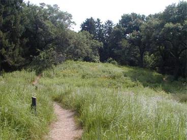 path through tall grasses, trees in the background