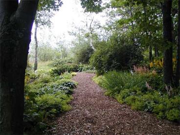 garden path with trees and plants on both sides