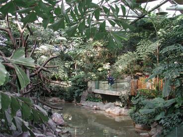 water feature in the tropics room